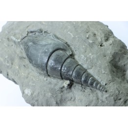 Tibia ordalensis - middle Miocene -  Austria