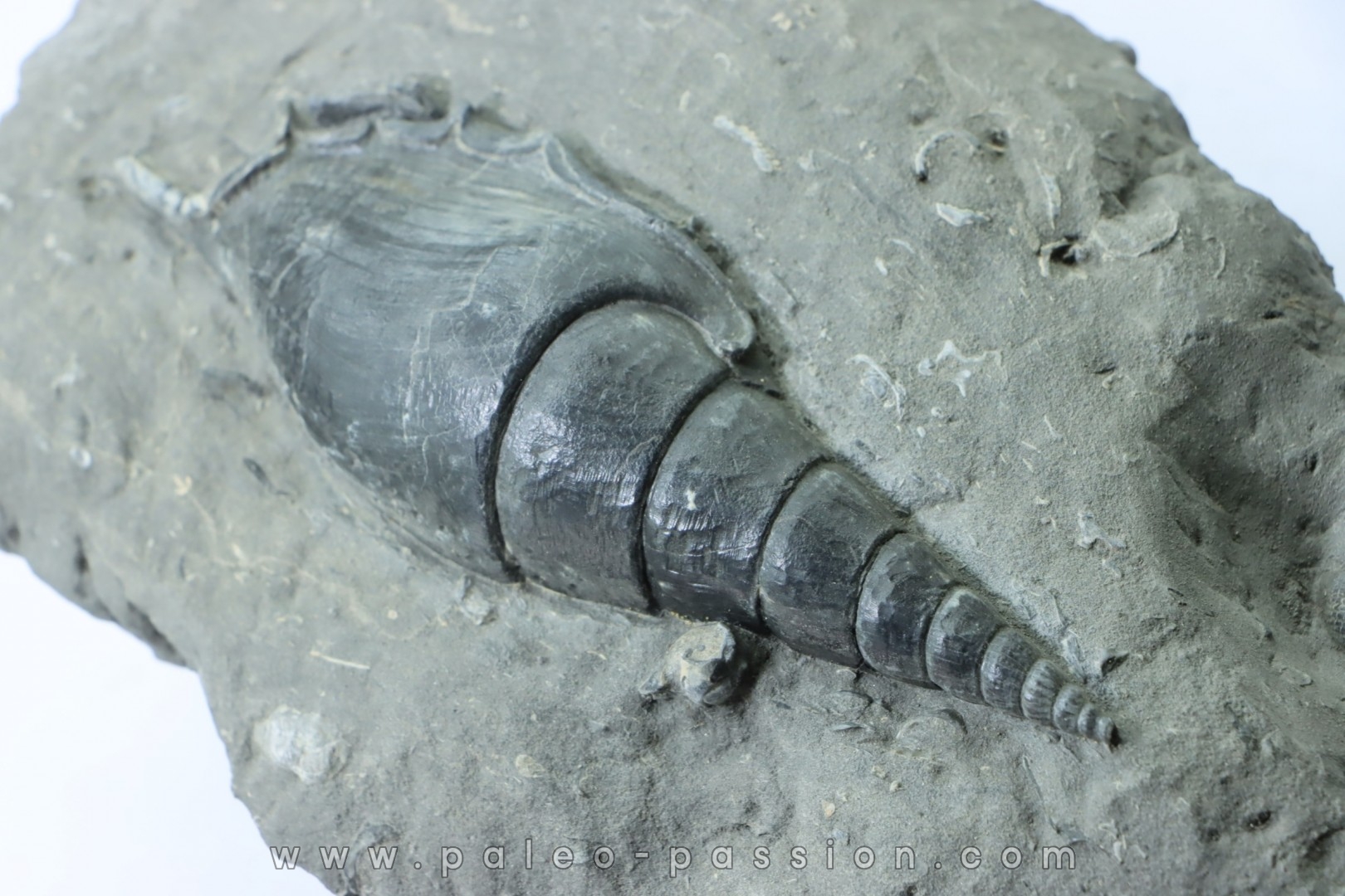 Tibia ordalensis - Langhien - Autriche