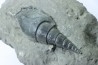 Tibia ordalensis - middle Miocene -  Austria