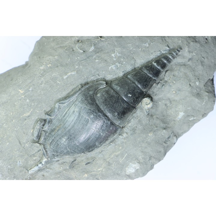 Tibia ordalensis - middle Miocene -  Austria