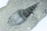 Tibia ordalensis - Langhien - Autriche