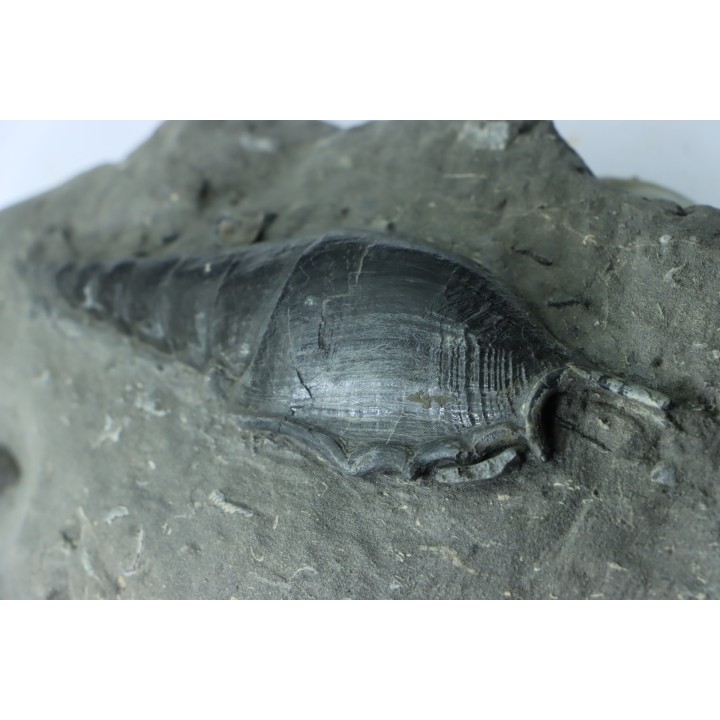 Tibia ordalensis - Langhien  - Autriche