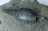 Tibia ordalensis - Langhien - Autriche
