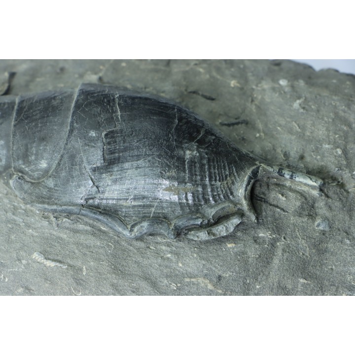 Tibia ordalensis - middle Miocene -  Austria