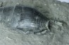 Tibia ordalensis - middle Miocene -  Austria