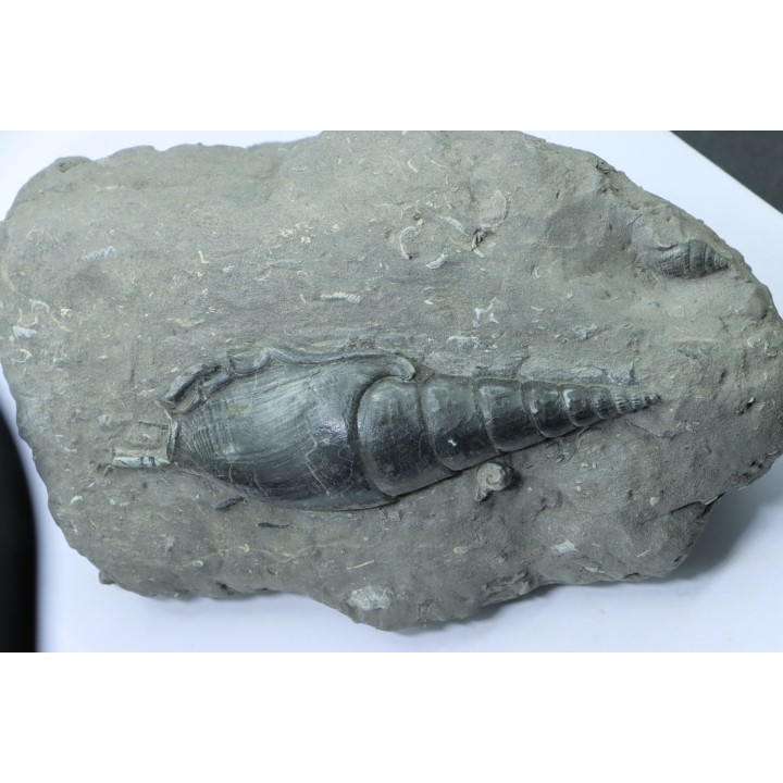 Tibia ordalensis - middle Miocene -  Austria