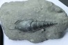 Tibia ordalensis - middle Miocene -  Austria
