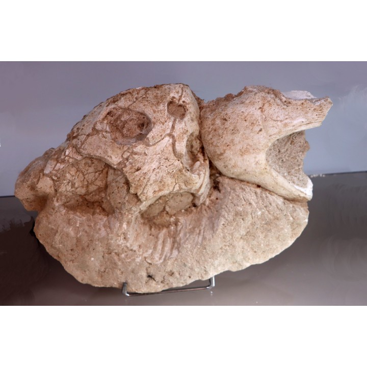 crane et mandibule de tortue::  bothremys sp.