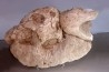 turtle skull and jaw: bothremys sp.