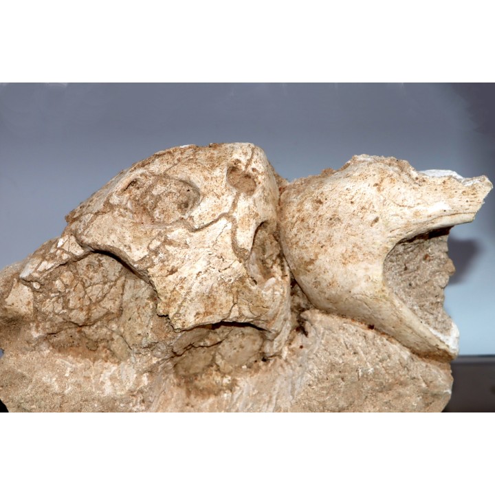 crane et mandibule de tortue::  bothremys sp.