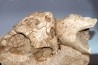 crane et mandibule de tortue::  bothremys sp.