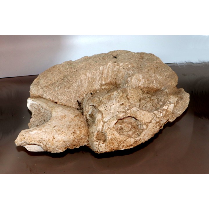 crane et mandibule de tortue::  bothremys sp.