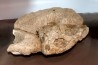 turtle skull and jaw: bothremys sp.