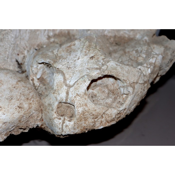 turtle skull and jaw:  bothremys sp.