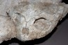 turtle skull and jaw: bothremys sp.