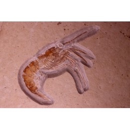 Aeger tipularis   upper Jurassic  - tithonian - Solnhofen, Germany