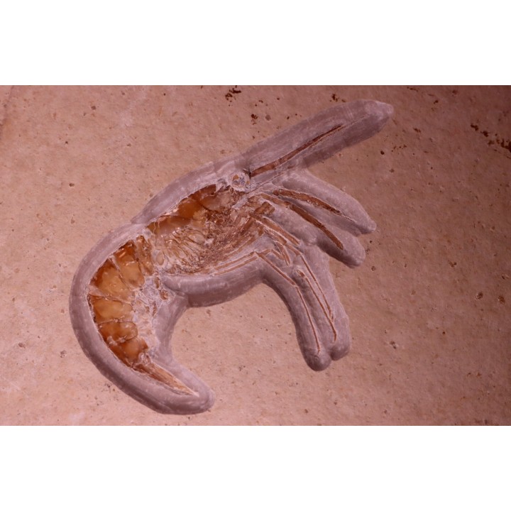Aeger tipularis   upper Jurassic  - tithonian - Solnhofen, Germany