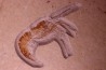 Aeger tipularis   upper Jurassic  - tithonian - Solnhofen, Germany