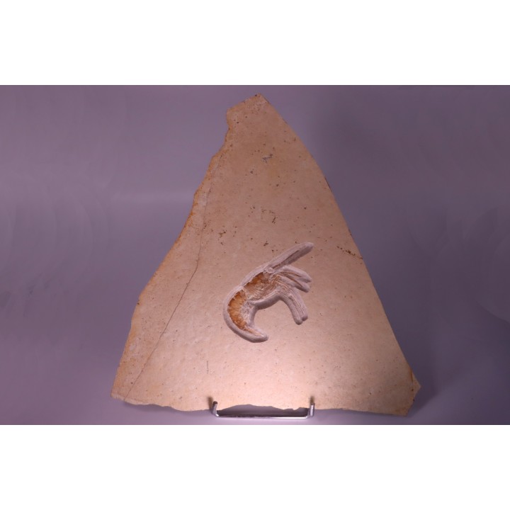 Aeger tipularis   upper Jurassic  - tithonian - Solnhofen, Germany