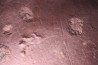 jellyfish  Medusina Atava and amphibian trackway - Permian  - Millau -  FRANCE