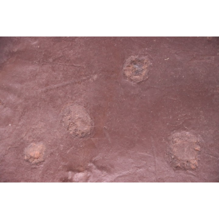 Dalle à Medusina Atava et empreintes d'amphibiens - Permien -  Millau