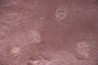 jellyfish  Medusina Atava and amphibian trackway - Permian  - Millau -  FRANCE