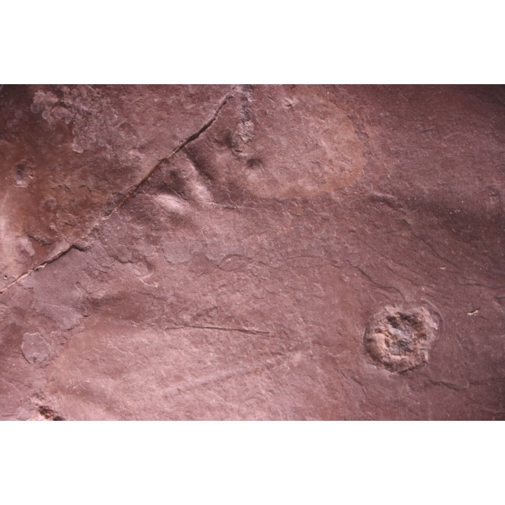 jellyfish  Medusina Atava and amphibian trackway - Permian  - Millau -  FRANCE