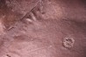 Dalle à Medusina Atava et empreintes d'amphibiens - Permien -  Millau