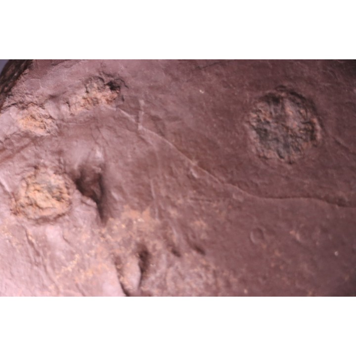 jellyfish  Medusina Atava and amphibian trackway - Permian  - Millau -  FRANCE