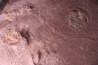 Dalle à Medusina Atava et empreintes d'amphibiens - Permien -  Millau
