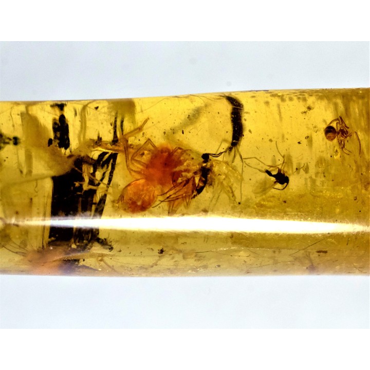 Copal: Araignées (dont une rouge), Diptères  - Pliocène à holocène - Antsiranana, Madagascar