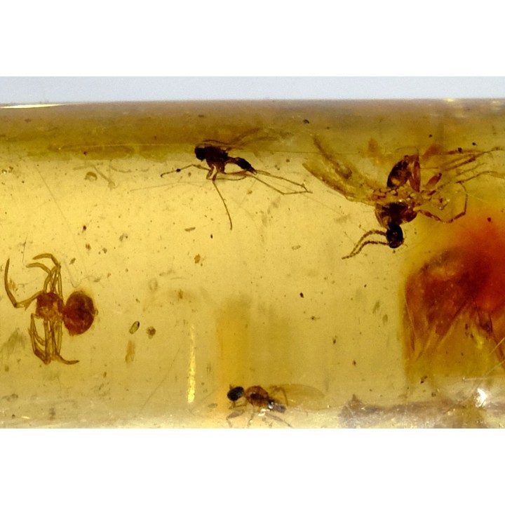 insect: Araignées (dont une rouge) + Diptères