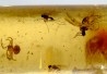 insect: Araignées (dont une rouge) + Diptères