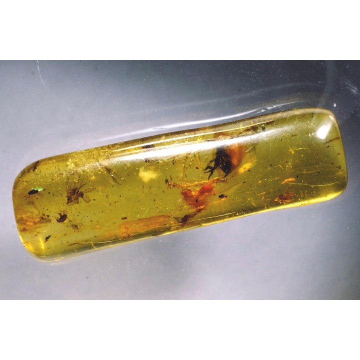Copal: Araignées (dont une rouge), Diptères  - Pliocène à holocène - Antsiranana, Madagascar