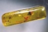 Copal: Araignées (dont une rouge), Diptères - Pliocène à holocène - Antsiranana, Madagascar