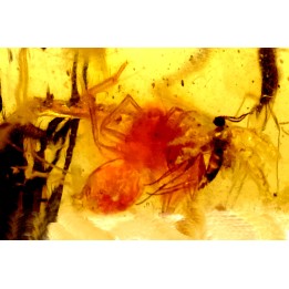 insect: Araignées (dont une rouge) + Diptères
