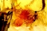insect: Araignées (dont une rouge) + Diptères