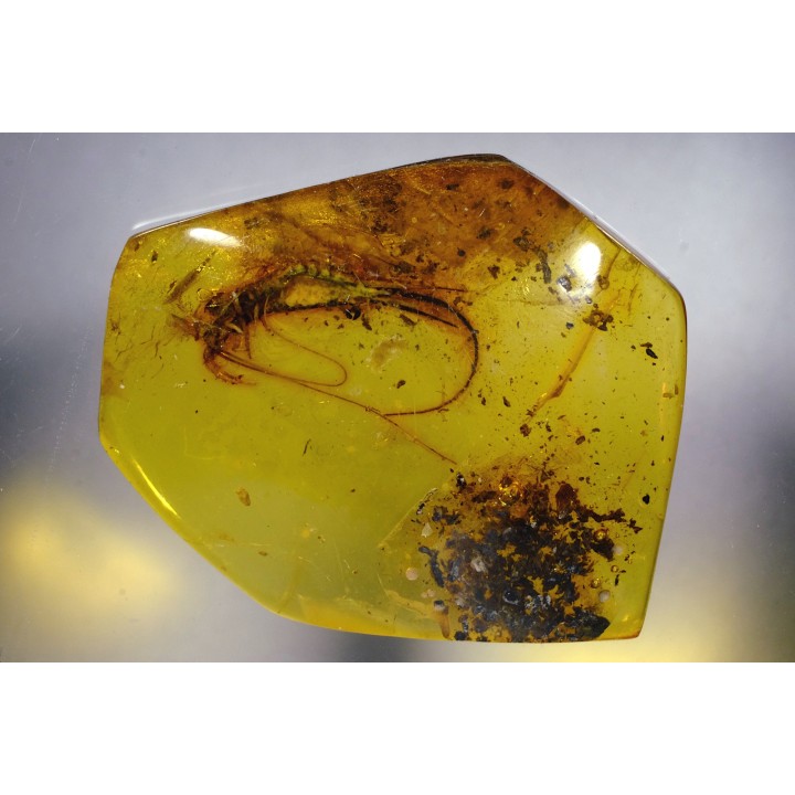 Copal: Archaeognathe - Pliocène à holocène - Antsiranana, Madagascar