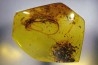 Copal: Archaeognathe - Pliocène à holocène - Antsiranana, Madagascar