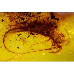insect: Archaeognathe