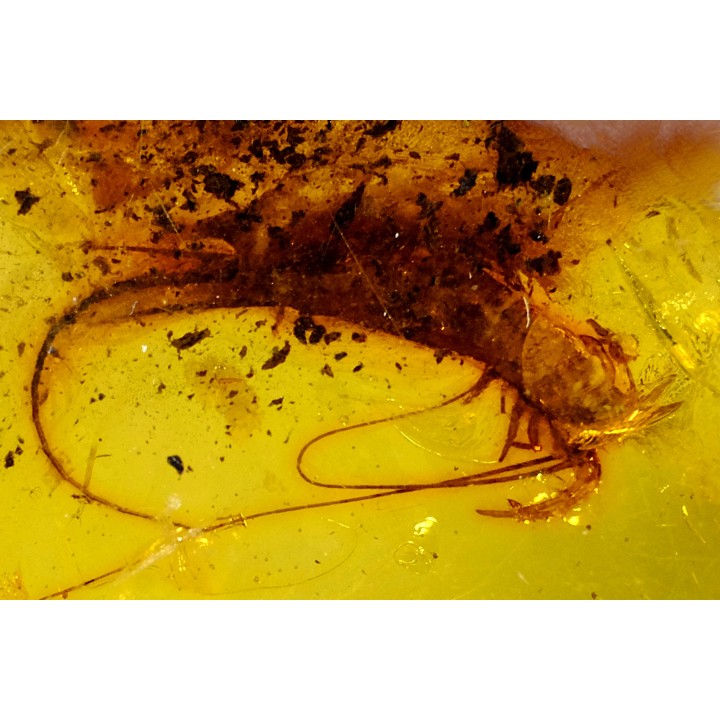 insect: Archaeognathe