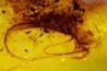 insect: Archaeognathe