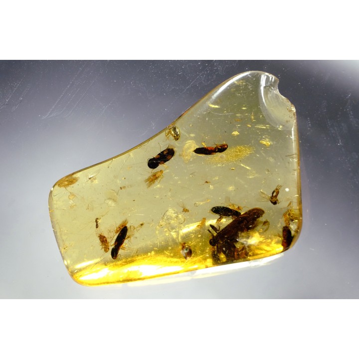 Copal: Coléoptère (dont 1 Elateridae) + Diptères - Pliocène à holocène - Antsiranana, Madagascar