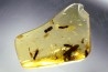 Copal: Coléoptère (dont 1 Elateridae) + Diptères - Pliocène à holocène - Antsiranana, Madagascar