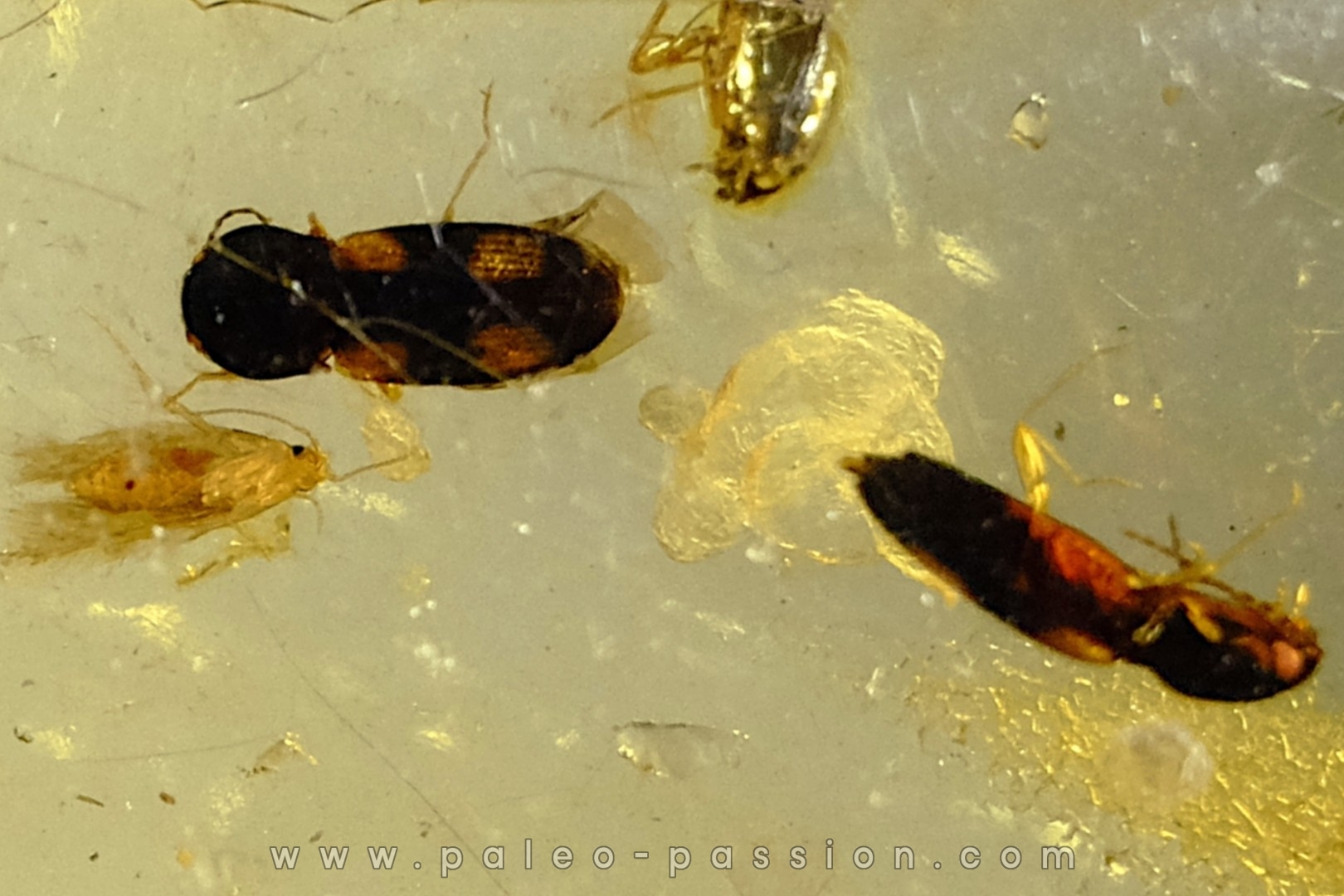 insect: Coléoptère (dont 1 Elateridae) + Diptères