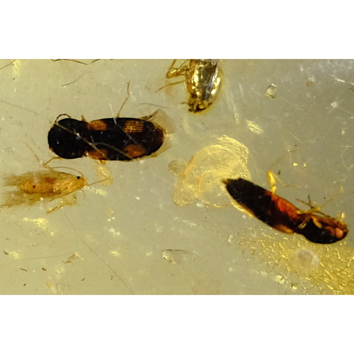 insect: Coléoptère (dont 1 Elateridae) + Diptères