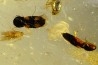 insect: Coléoptère (dont 1 Elateridae) + Diptères