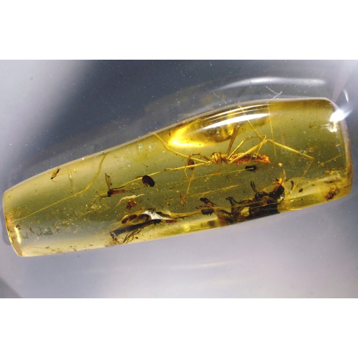 insect: Araignée (Deinopidae) + Guêpe + Diptères