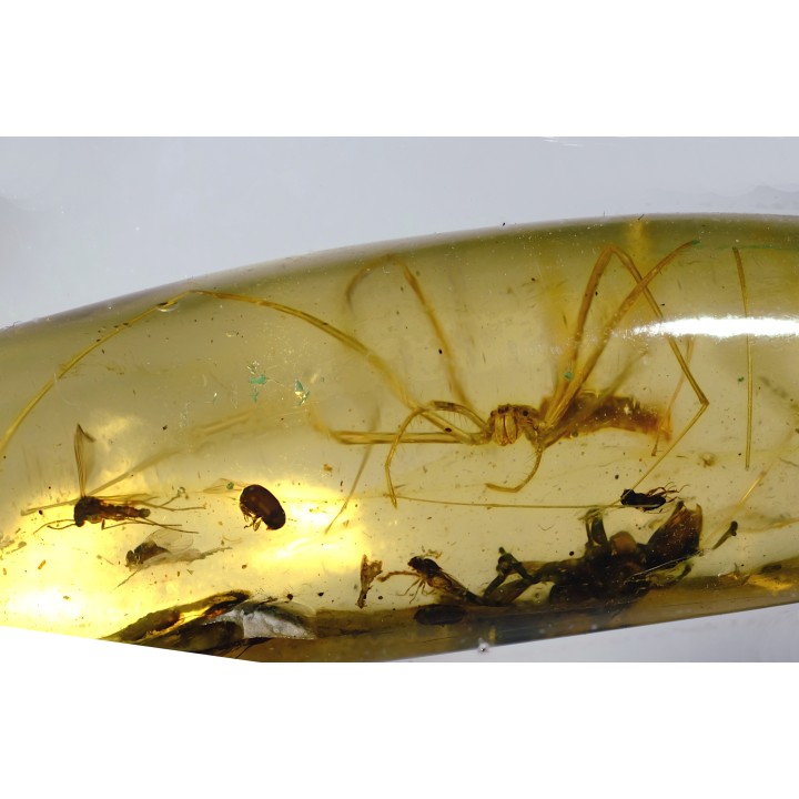 Copal: Araignée (Deinopidae) + Guêpe + Diptères - Pliocène à holocène - Antsiranana, Madagascar