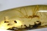 Copal: Araignée (Deinopidae) + Guêpe + Diptères - Pliocène à holocène - Antsiranana, Madagascar